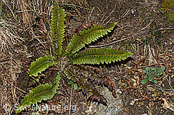 Lanzenfarn (Polystichum lonchitis) (21.05.2022, C222467)