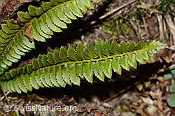 Lanzenfarn (Polystichum lonchitis) (C222468)