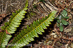 Lanzenfarn (Polystichum lonchitis) (C222469)