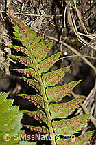 Lanzenfarn (Polystichum lonchitis) (21.05.2022, C222470)