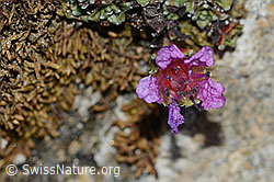Gegenblättriger Steinbrech (Saxifraga oppositifolia) (C222478) Gegenblättriger Steinbrech (Saxifraga oppositifolia) (C222478)