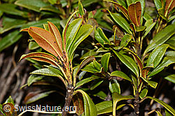Rostblättrige Alpenrose (Rhododendron ferrugineum) (C222482) Rostblättrige Alpenrose (Rhododendron ferrugineum) (C222482)