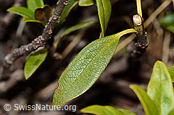 Rostblättrige Alpenrose (Rhododendron ferrugineum) (C222484) Rostblättrige Alpenrose (Rhododendron ferrugineum) (C222484)