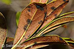 Rostblättrige Alpenrose (Rhododendron ferrugineum) (C222485) Rostblättrige Alpenrose (Rhododendron ferrugineum) (C222485)