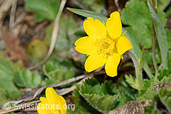 Foto: Gemeine Berg-Nelkenwurz (Geum montanum)