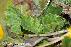Foto: Gemeine Berg-Nelkenwurz (Geum montanum)