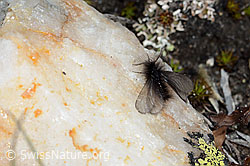 Foto: Fächerfühler-Sackträger (Ptilocephala plumifera)