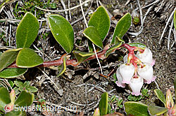 Immergrüne Bärentraube (Arctostaphylos uva-ursi) (C222544)