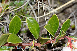 Immergrüne Bärentraube (Arctostaphylos uva-ursi) (C222546)