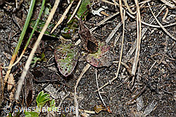 Coriomeris denticulatus (Randwanze) (C222555) Coriomeris denticulatus (Randwanze) (C222555)