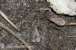 Coriomeris denticulatus (Randwanze) (C222559) Coriomeris denticulatus (Randwanze) (C222559)
