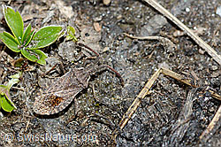 Coriomeris denticulatus (Randwanze) (C222565) Coriomeris denticulatus (Randwanze) (C222565)