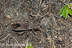 Coriomeris denticulatus (Randwanze) (C222566) Coriomeris denticulatus (Randwanze) (C222566)