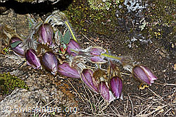 Frühlings-Anemonen (Pulsatilla vernalis) (C222581) Frühlings-Anemonen (Pulsatilla vernalis) (C222581)