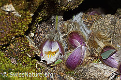 Frühlings-Anemonen (Pulsatilla vernalis) (C222582) Frühlings-Anemonen (Pulsatilla vernalis) (C222582)
