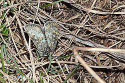 Metaxmeste phrygialis (Rüsselzünsler) (C222608) Metaxmeste phrygialis (Rüsselzünsler) (C222608)