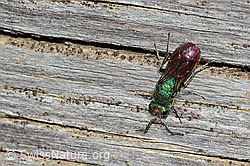 Chrysura hirsuta (Goldwespe, nähere Umgebung) (C222618) Chrysura hirsuta (Goldwespe, nähere Umgebung) (C222618)