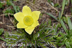 Schwefel-Anemone (Pulsatilla alpina ssp. apiifolia) (21.05.2022, C222644)