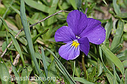 Viola calcarata (C222686)