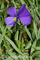 Langsporniges Stiefmütterchen (Viola calcarata) (C222687)