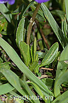 Langsporniges Stiefmütterchen (Viola calcarata) (C222688)