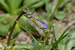 Langsporniges Stiefmütterchen (Viola calcarata) (C222689)