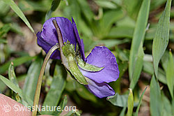 Langsporniges Stiefmütterchen (Viola calcarata) (C222690)