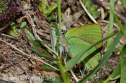 Callophrys rubi (C222692)