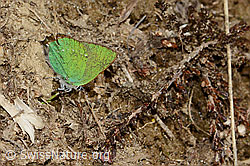 Callophrys rubi (C222751)
