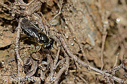Photo: Cheilosia caerulescens