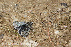 Metaxmeste phrygialis (Rüsselzünsler) (21.05.2022, C222773)