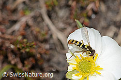 Gewöhnliche Langbauchschwebfliege (Sphaerophoria scripta) auf Pyrenäen-Hahnenfuss (Ranunculus kuepferi) (21.05.2022, C222782)