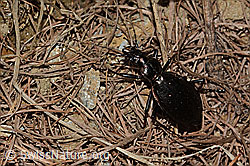 Schluchtwald-Laufkäfer (Carabus irregularis) (C222802) Schluchtwald-Laufkäfer (Carabus irregularis) (C222802)
