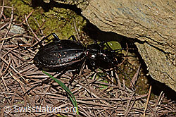 Schluchtwald-Laufkäfer (Carabus irregularis) (C222812) Schluchtwald-Laufkäfer (Carabus irregularis) (C222812)