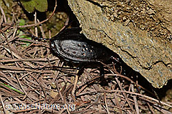 Schluchtwald-Laufkäfer (Carabus irregularis) (C222814) Schluchtwald-Laufkäfer (Carabus irregularis) (C222814)