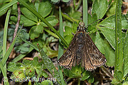 Foto: Dunkler Dickkopffalter (Erynnis tages)
