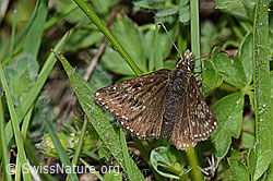 Foto: Dunkler Dickkopffalter (Erynnis tages)