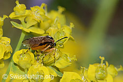 Foto: Athalia circularis (Echte Blattwespe) auf Zypressen-Wolfsmilch (Euphorbia cyparissias)