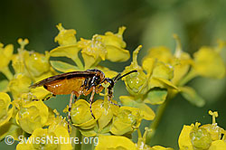 Foto: Athalia circularis (Echte Blattwespe) auf Zypressen-Wolfsmilch (Euphorbia cyparissias)