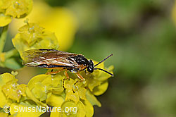 Foto: Athalia circularis (Echte Blattwespe) auf Zypressen-Wolfsmilch (Euphorbia cyparissias)