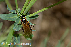 Foto: Athalia circularis (Echte Blattwespe) auf Zypressen-Wolfsmilch (Euphorbia cyparissias)
