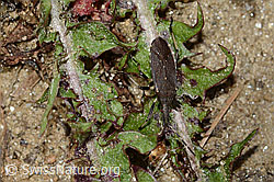 Dicranocephalus medius (Wolfsmilchwanze) (C222877) Dicranocephalus medius (Wolfsmilchwanze) (C222877)
