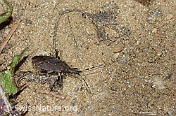 Dicranocephalus medius (Wolfsmilchwanze) (C222878) Dicranocephalus medius (Wolfsmilchwanze) (C222878)