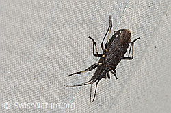 Dicranocephalus medius (Wolfsmilchwanze) (C222885) Dicranocephalus medius (Wolfsmilchwanze) (C222885)
