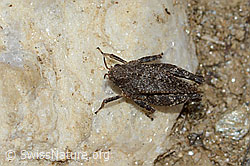 Zweipunkt-Dornschrecke (Tetrix bipunctata) (C222891)