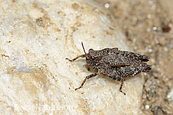 Zweipunkt-Dornschrecke (Tetrix bipunctata) (C222893)