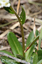 Bewimperte Gänsekresse (Arabis ciliata) (C222905) Bewimperte Gänsekresse (Arabis ciliata) (C222905)