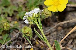 Bewimperte Gänsekresse (Arabis ciliata) (C222908) Bewimperte Gänsekresse (Arabis ciliata) (C222908)