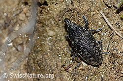 Larinus brevis (Rüsselkäfer) (C222942)