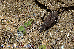 Dicranocephalus medius (Wolfsmilchwanze) (C222946) Dicranocephalus medius (Wolfsmilchwanze) (C222946)